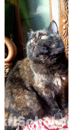 Tortoiseshell Adult Female